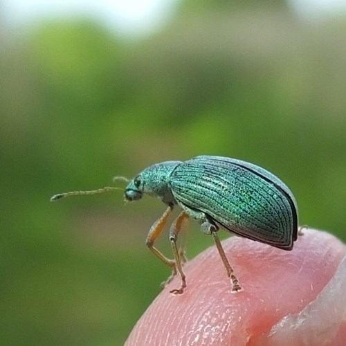 Silver green leaf weevilon RikenMon's Nature-Guide