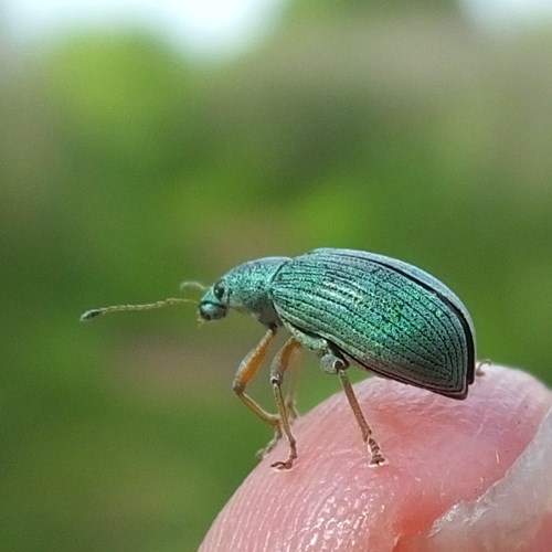 Phyllobius argentatus [L.]En la Guía-Naturaleza de RikenMon