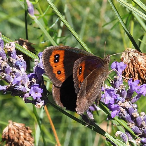 Erebia aethiops [L.]Em Nature-Guide de RikenMon