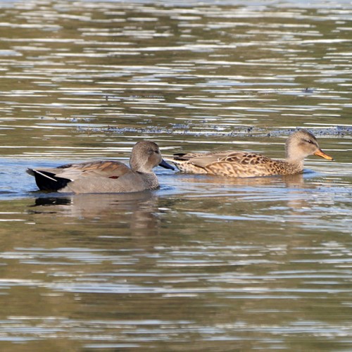 Canard chipeauSur le Nature-Guide de RikenMon