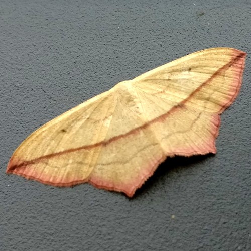 Cyclophora linearia [L.]En la Guía-Naturaleza de RikenMon