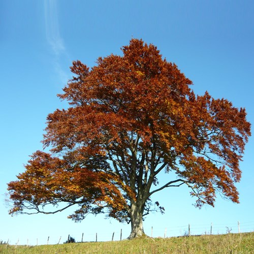 Fagus silvatica [L.]En la Guía-Naturaleza de RikenMon