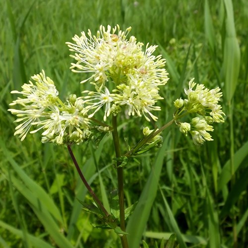 Thalictrum flavum [L.]En la Guía-Naturaleza de RikenMon