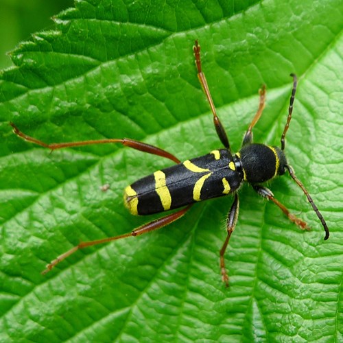 Clytus arietis [L.]Em Nature-Guide de RikenMon