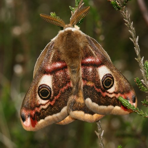 Pequeño pavónEn la Guía-Naturaleza de RikenMon