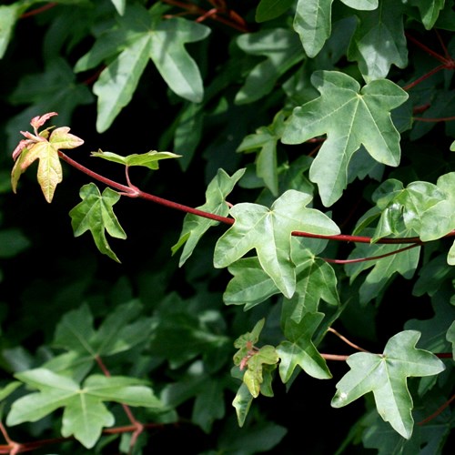 Acer campestre [L.]在RikenMon的自然指南