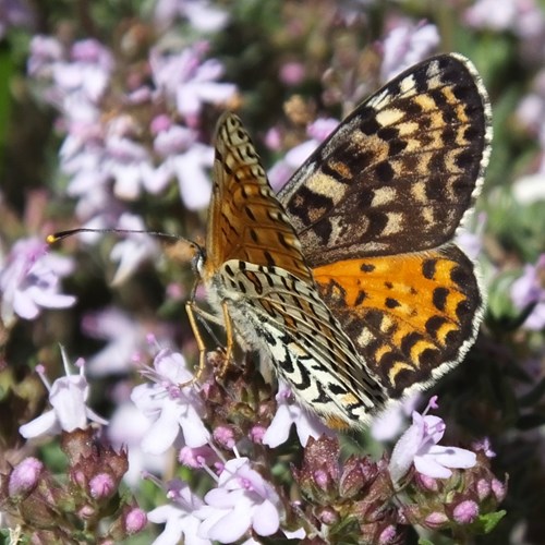 Fritillariasu guida naturalistica di RikenMon