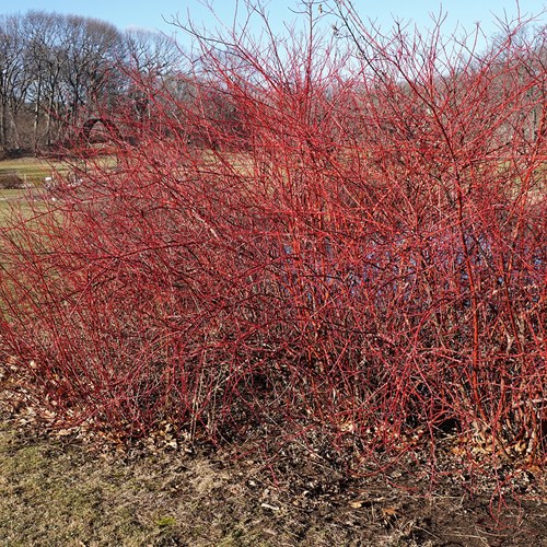 Cornus sanguinea [L.]на Nature-Guide RikenMon в