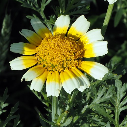 Glebionis coronaria [L.]su guida naturalistica di RikenMon