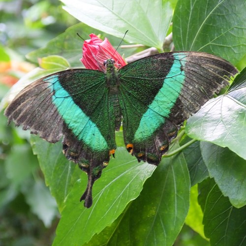 Papilio palinurus [L.]Em Nature-Guide de RikenMon