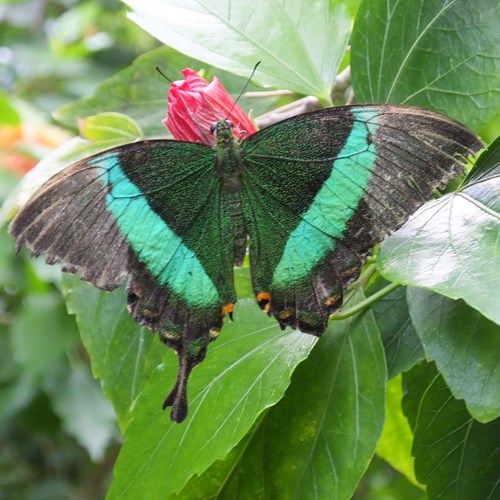 Papilio palinurus [L.]Auf RikenMons Nature-Guide