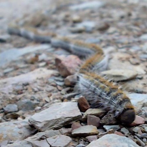 Processionaria dei pinisu guida naturalistica di RikenMon