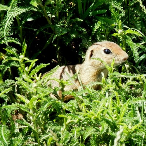 European ground squirrelon RikenMon's Nature-Guide
