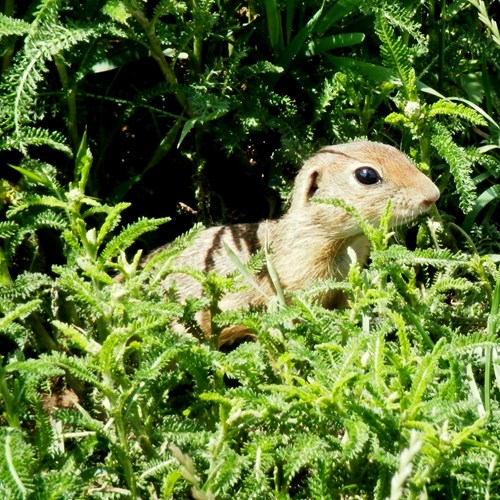 Spermophilus citellus [L.]Em Nature-Guide de RikenMon