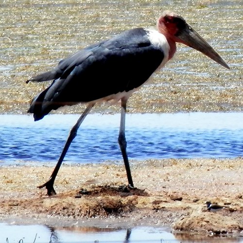 Afrikaanse mariboeop RikenMon's Natuurgids