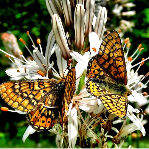 Moerasparelmoervlinderop RikenMon's Natuurgids