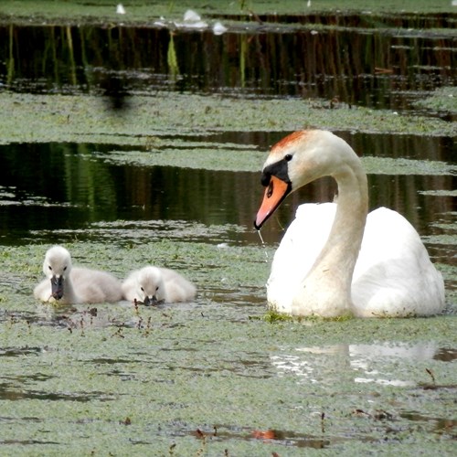 Knobbelzwaanop RikenMon's Natuurgids