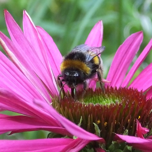 Buff-tailed bumblebeeon RikenMon's Nature-Guide