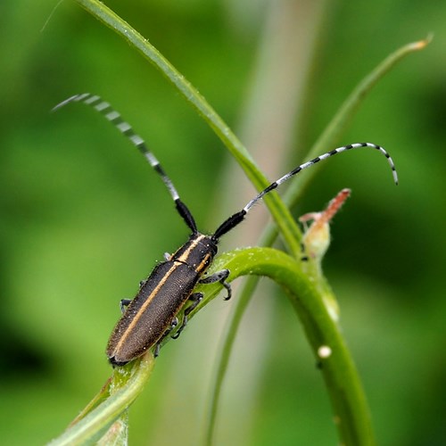 Agapanthia cardui [L.]在RikenMon的自然指南