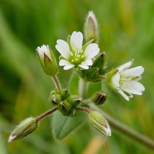 Cerastium fontanum [L.]Em Nature-Guide de RikenMon