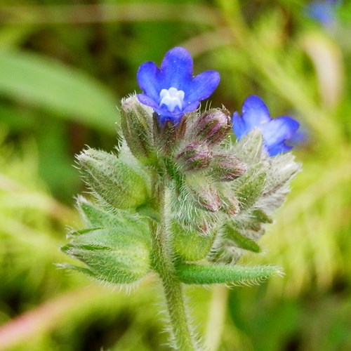 Anchusa officinalis [L.]En la Guía-Naturaleza de RikenMon