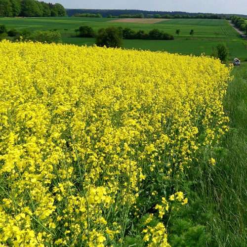 Brassica napus [L.]su guida naturalistica di RikenMon