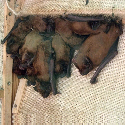Morcego-arborícola-grandeEm Nature-Guide de RikenMon