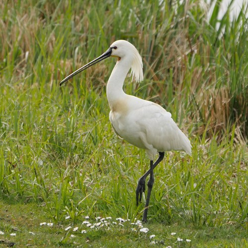 Spatola biancasu guida naturalistica di RikenMon