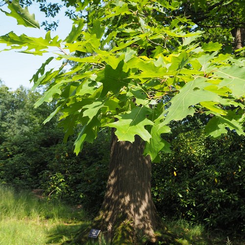 Quercus rubra [L.]Em Nature-Guide de RikenMon