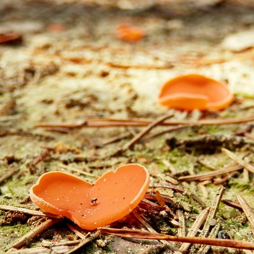 Grote oranje bekerzwamop RikenMon's Natuurgids