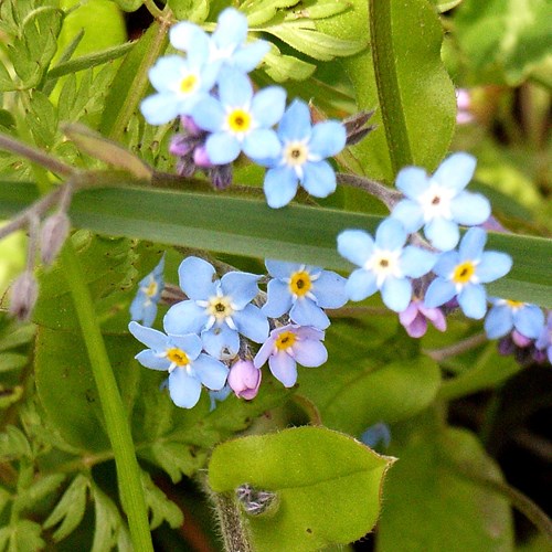 Myosotis scorpioides [L.]su guida naturalistica di RikenMon