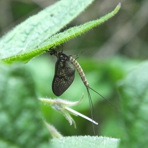 Große EintagsfliegeAuf RikenMons Nature-Guide