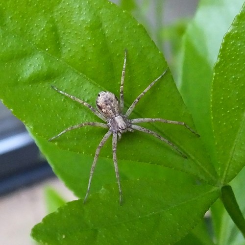 Philodromus cespitum [L.]Auf RikenMons Nature-Guide