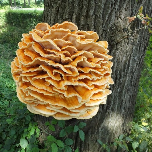 Laetiporus sulphureus [L.]Em Nature-Guide de RikenMon