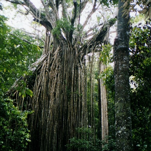 Ficus virens [L.]на Nature-Guide RikenMon в