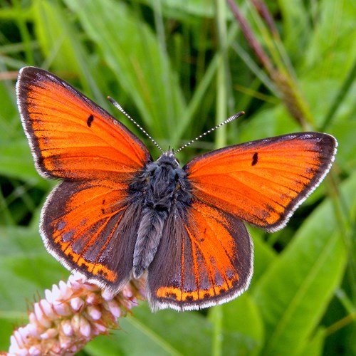 Lycaena hippothoe [L.]在RikenMon的自然指南