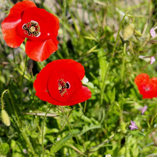 Amapola silvestreEn la Guía-Naturaleza de RikenMon