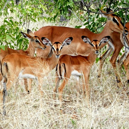 Impalasu guida naturalistica di RikenMon