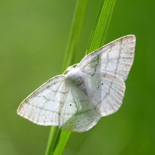 Witte grijsbandspannerop RikenMon's Natuurgids