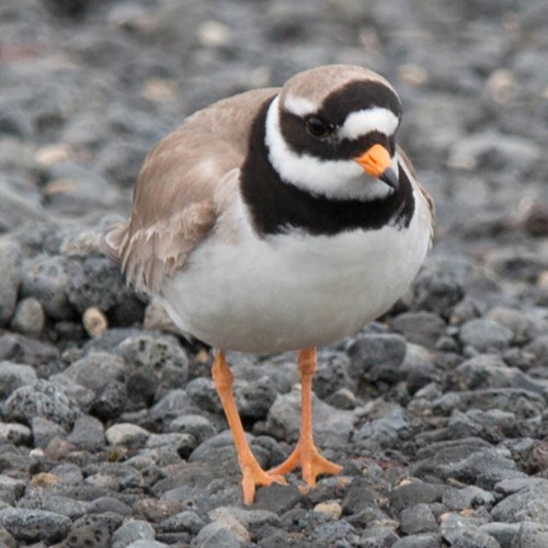 Bontbekplevierop RikenMon's Natuurgids