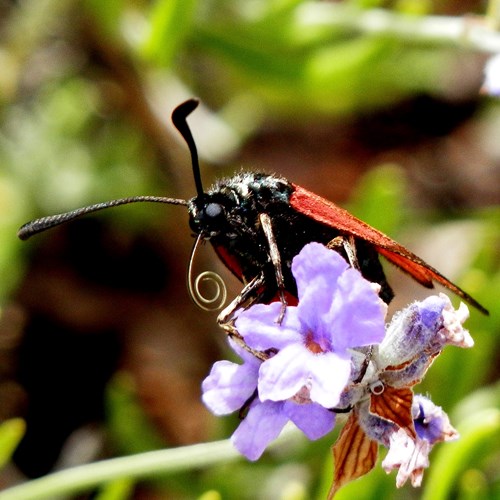 Zygaena purpuralis [L.]En la Guía-Naturaleza de RikenMon