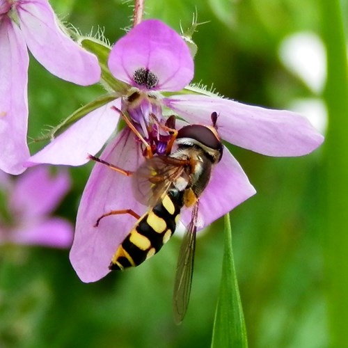 Gele halvemaanzweefvliegop RikenMon's Natuurgids