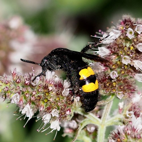 Scolia hirta [L.]En la Guía-Naturaleza de RikenMon