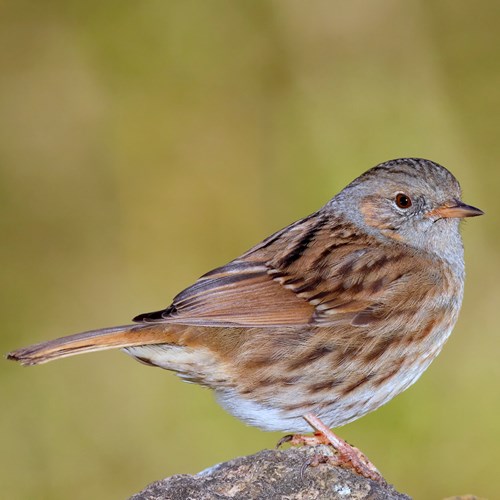 Heggenmusop RikenMon's Natuurgids