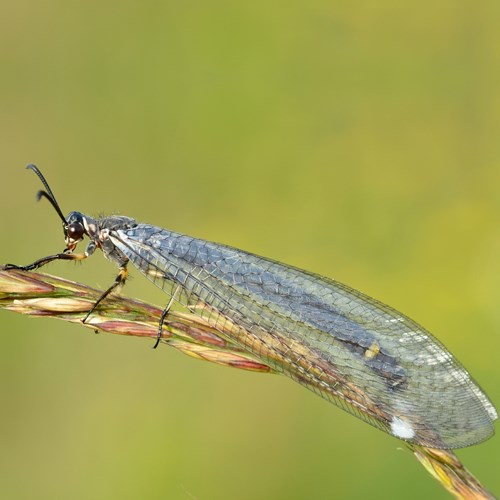 Myrmeleon formicarius [L.]Em Nature-Guide de RikenMon