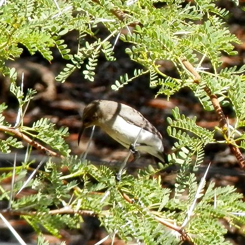 Nettarinia foscasu guida naturalistica di RikenMon