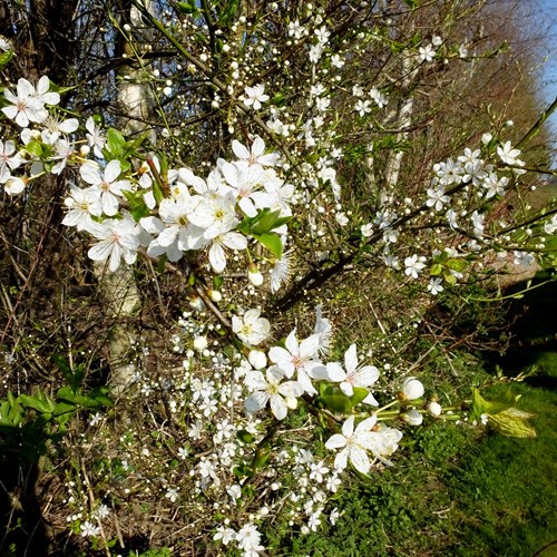 Prugnolo selvaticosu guida naturalistica di RikenMon