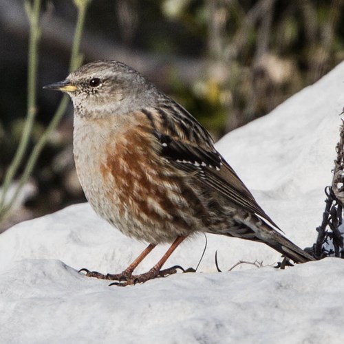 Acentor alpinoEn la Guía-Naturaleza de RikenMon