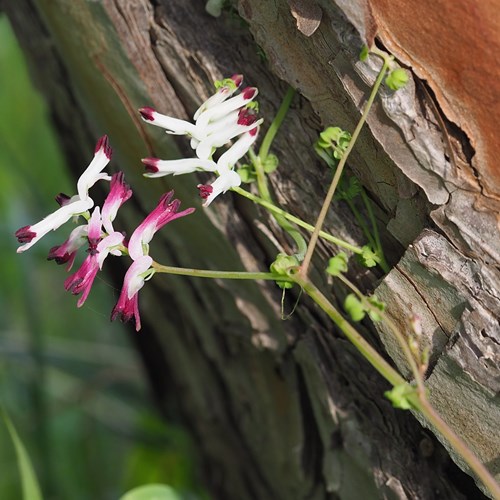 Fumaria capreolata [L.]Sur le Nature-Guide de RikenMon