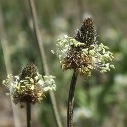 Piantaggine lanciuolasu guida naturalistica di RikenMon